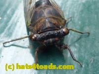 /home//u458753944/public_html/sourcegallery//////////Insects and small critters/aphids cicadas lanternflies and true bugs (Hemiptera)/P1040730.JPG